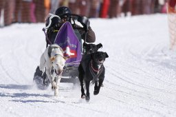 Lenk 2013